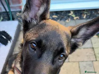 Belgian Shepherd Dog dogs KC Reg Belgian Malinois puppy - Advert 2
