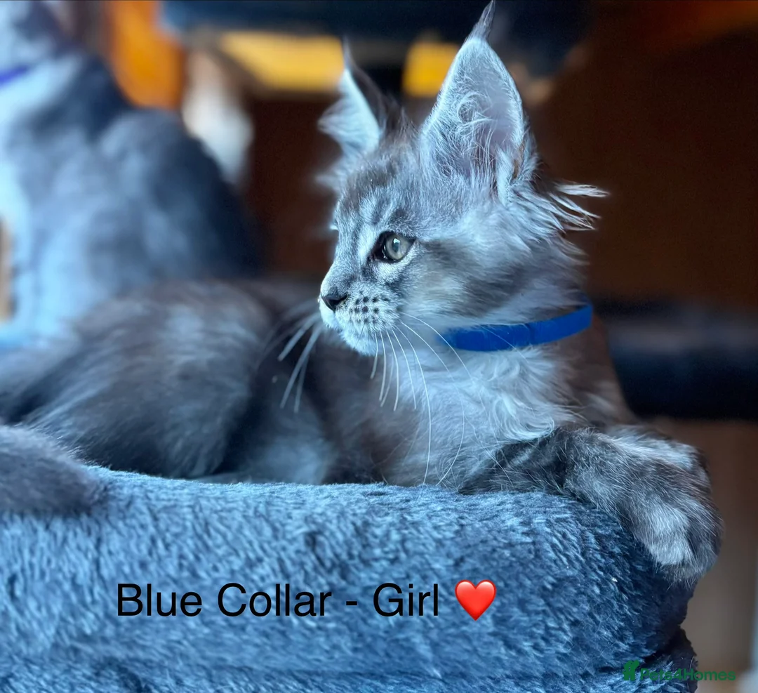 Maine Coon cats for sale: 5 beautiful Grey Smoke Maine Coon Kittens - Advert 5