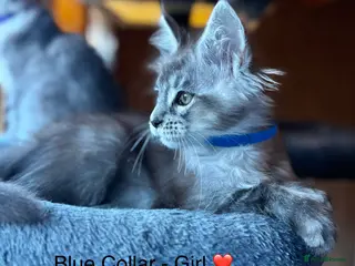 Maine Coon cats GCCF Registered - Grey Smoke Maine Coon Kittens - Advert 14