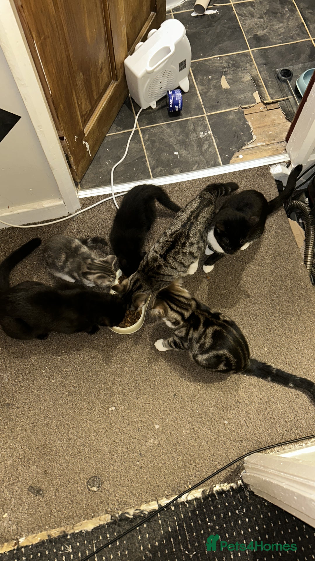 Mixed Breed cats for sale: Kittens 8 weeks old  - Image 3