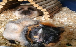 Guinea Pig rodents for sale: 2 stunning guinea pig young boars - Image 5