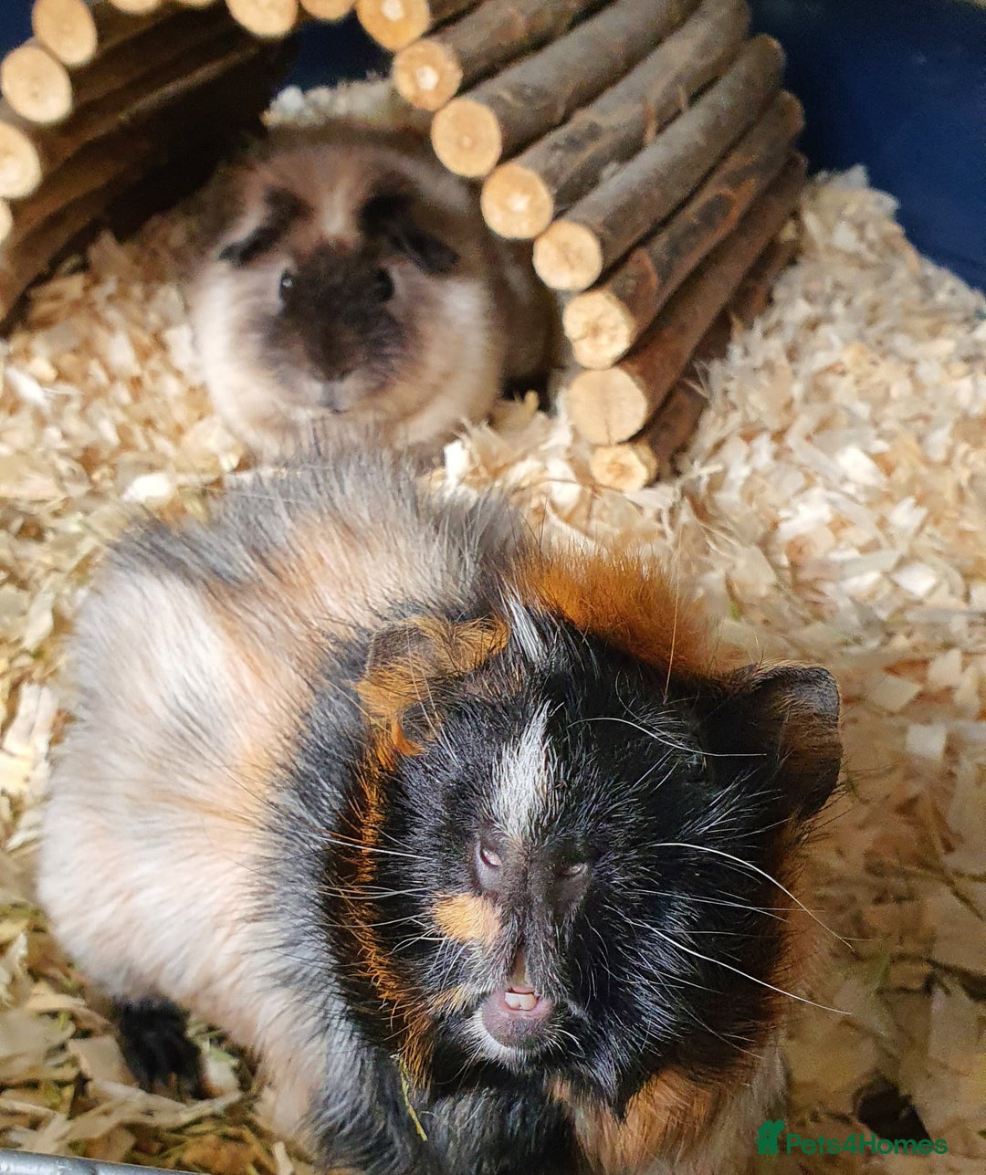 Guinea Pig rodents for sale: 2 stunning guinea pig young boars - Image 5
