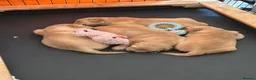 Golden Retriever dogs for sale: Golden Retriever puppies - Advert 21
