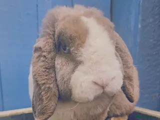 Mini Lop rabbits for sale: Mini Plush Lop Blue Bunny - Advert 2