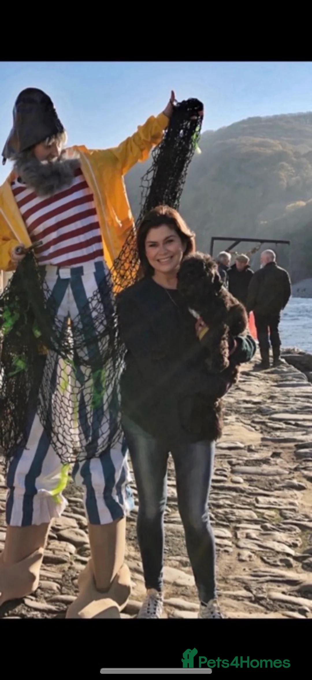 Cavapoo dogs for sale: Beautiful F1 Red Cavapoos- Health Tested - Advert 9