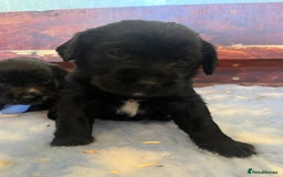 Mixed Breed dogs for sale: Gorgeous German Wirehaired Pointer X puppies  - Image 1