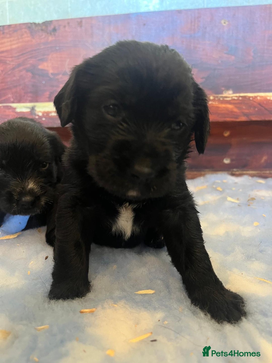 Mixed Breed dogs for sale: Gorgeous German Wirehaired Pointer X puppies  - Image 1