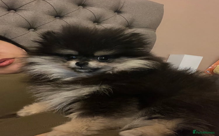 Pomeranian dogs - Advert 1