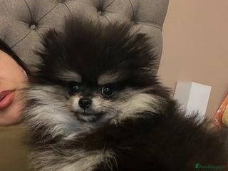 Pomeranian dogs for sale - Advert 1