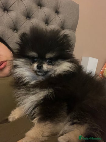 Pomeranian dogs - Advert 1