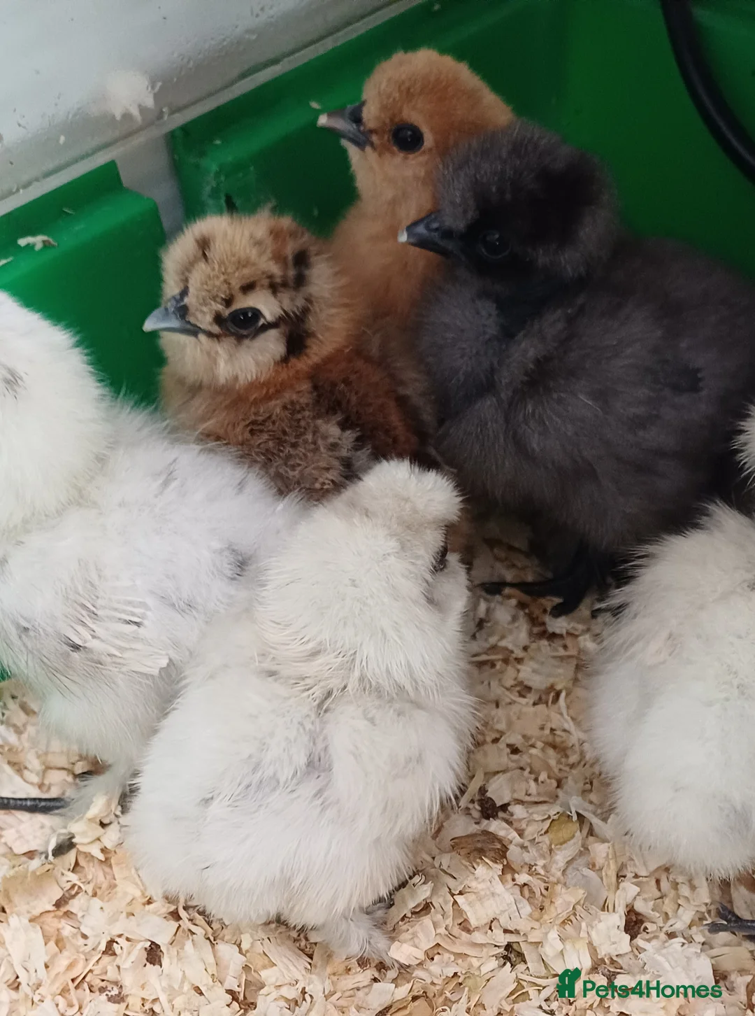 Chickens poultry for sale: Silkie chicks available soon - Advert 1