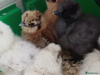 Chickens poultry Silkie chicks available soon - Advert 1