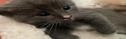 Mixed Breed cats for sale: 3 x fluffy grey and 1 champagne/cream kitten in Yelverton - Advert 6