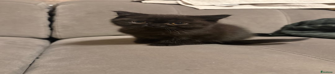 British Shorthair Kitten 3