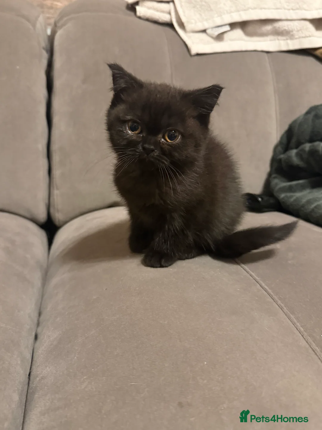 British Shorthair cats for sale: Ready to leave *** black female bsh *** - Advert 24
