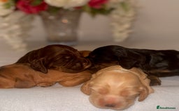 Cocker Spaniel dogs for sale: 🐶🐾beautiful show cocker spaniel puppy’s 🐶🐾 - Image 26