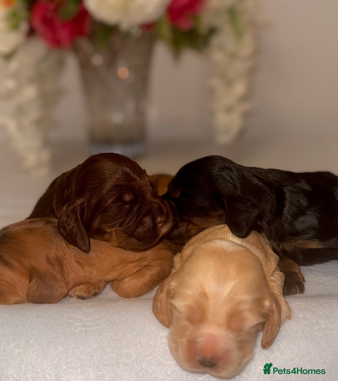 Cocker Spaniel dogs for sale: 🐶🐾beautiful show cocker spaniel puppy’s 🐶🐾 - Image 26