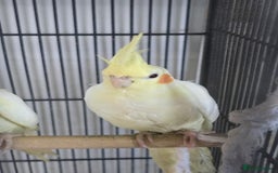 Cockatiels birds for sale: Young avairy Bred cockatiels  - Image 1