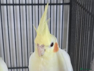 Cockatiels birds - Advert 3