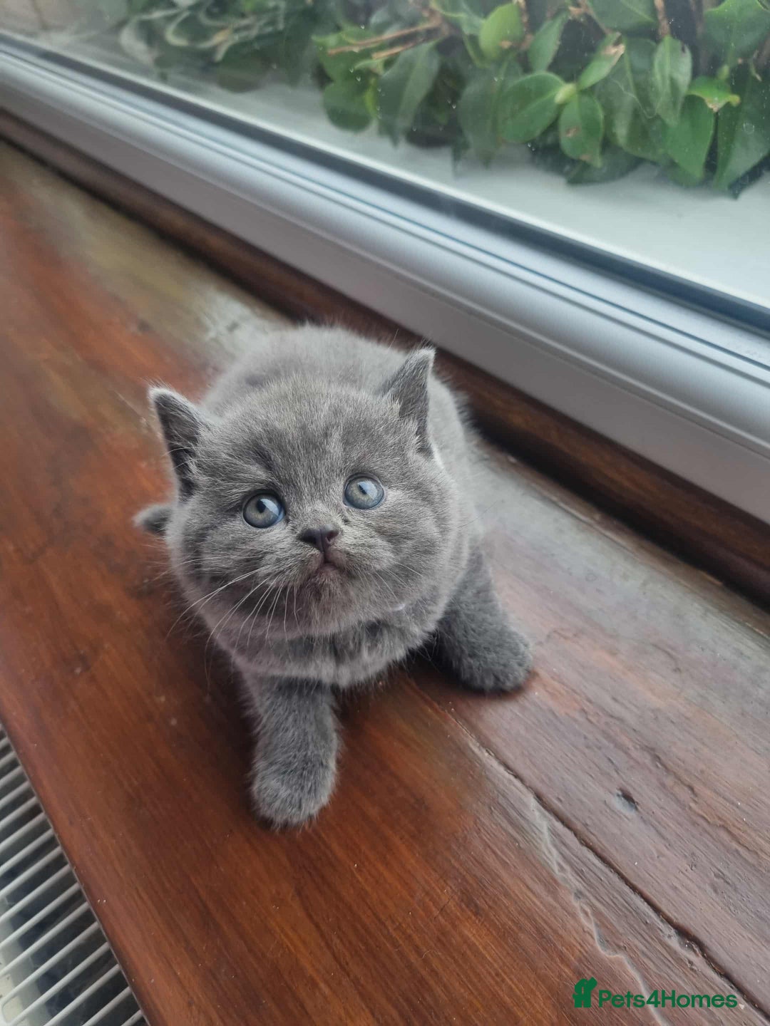Brazilian Shorthair cats for sale: 🐾Beautiful British Shorthair Kittens 🐾 - Image 6