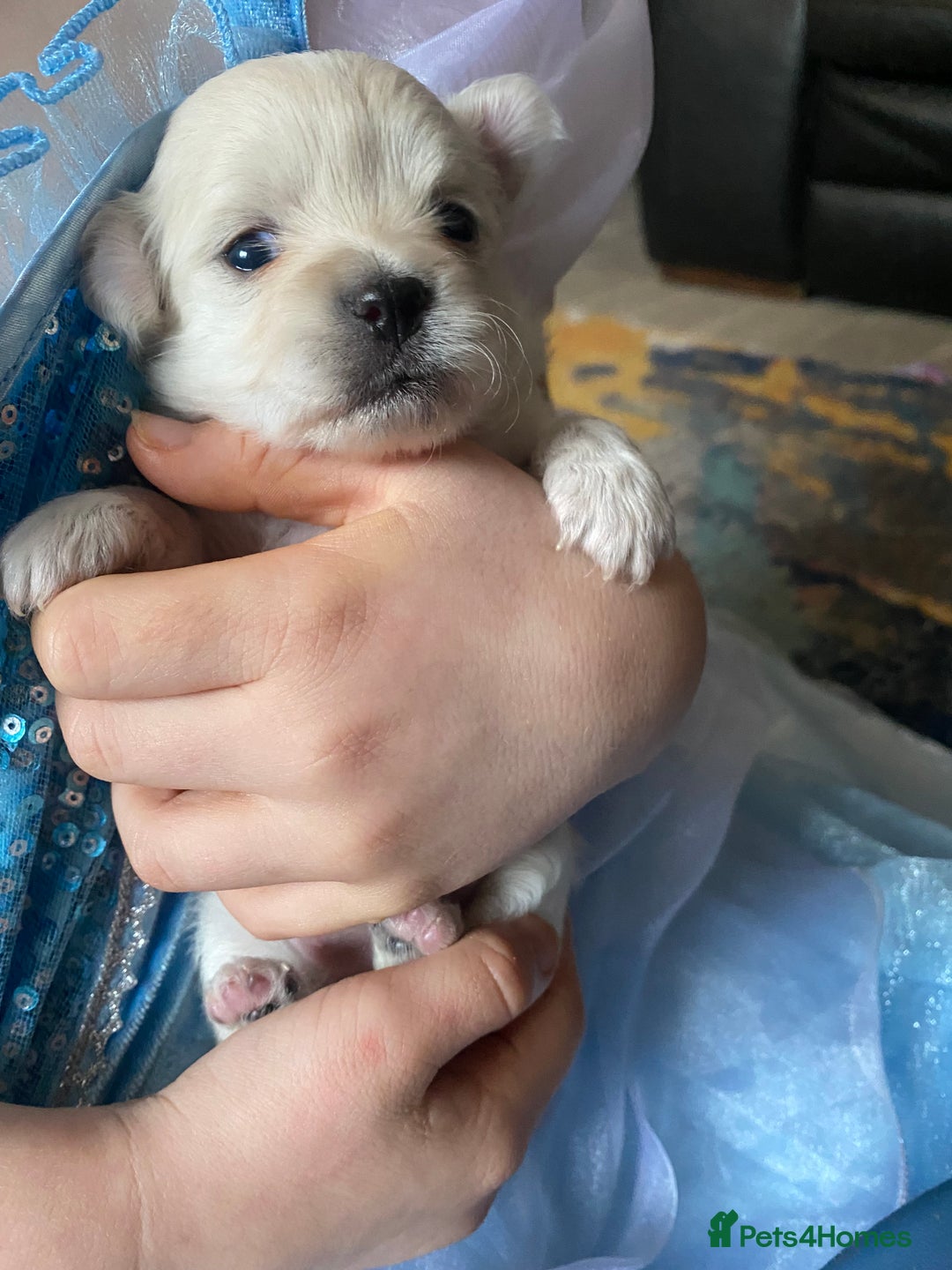 Pomchi dogs for sale: Pomchi puppies - Advert 5