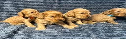 Cockapoo dogs for sale: F1 RARE VILLASPANIOL CHAMPION LINE  COCKAPOOS  - Advert 12