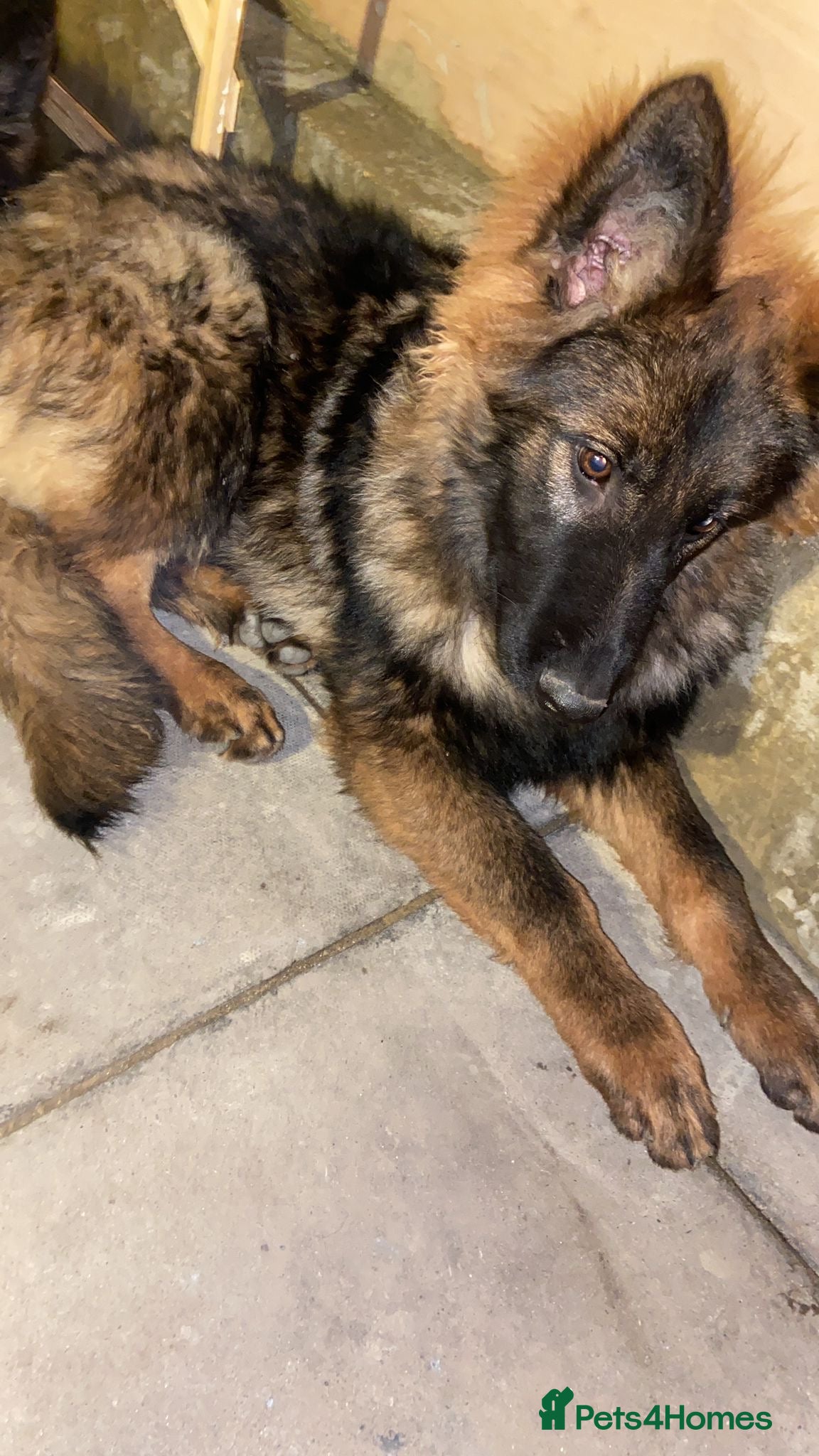 German Shepherd dogs German Shepherd puppy Kc registered champion lines - Advert 9