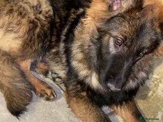 German Shepherd dogs KC Registered GSD Puppy - Pedigree Champion line - Advert 4