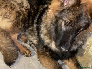 German Shepherd dogs KC Registered GSD Puppy - Pedigree Champion line - Advert 1