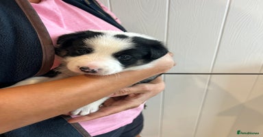 Border Collie dogs - Advert 12