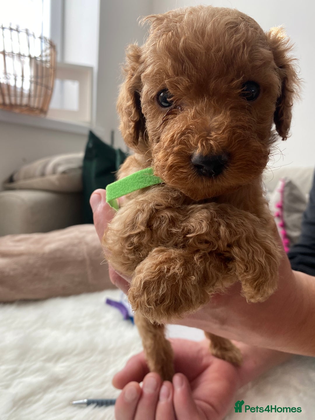 Goldendoodle dogs for sale: F1Goldendoodel puppies now ready for new home  - Advert 17