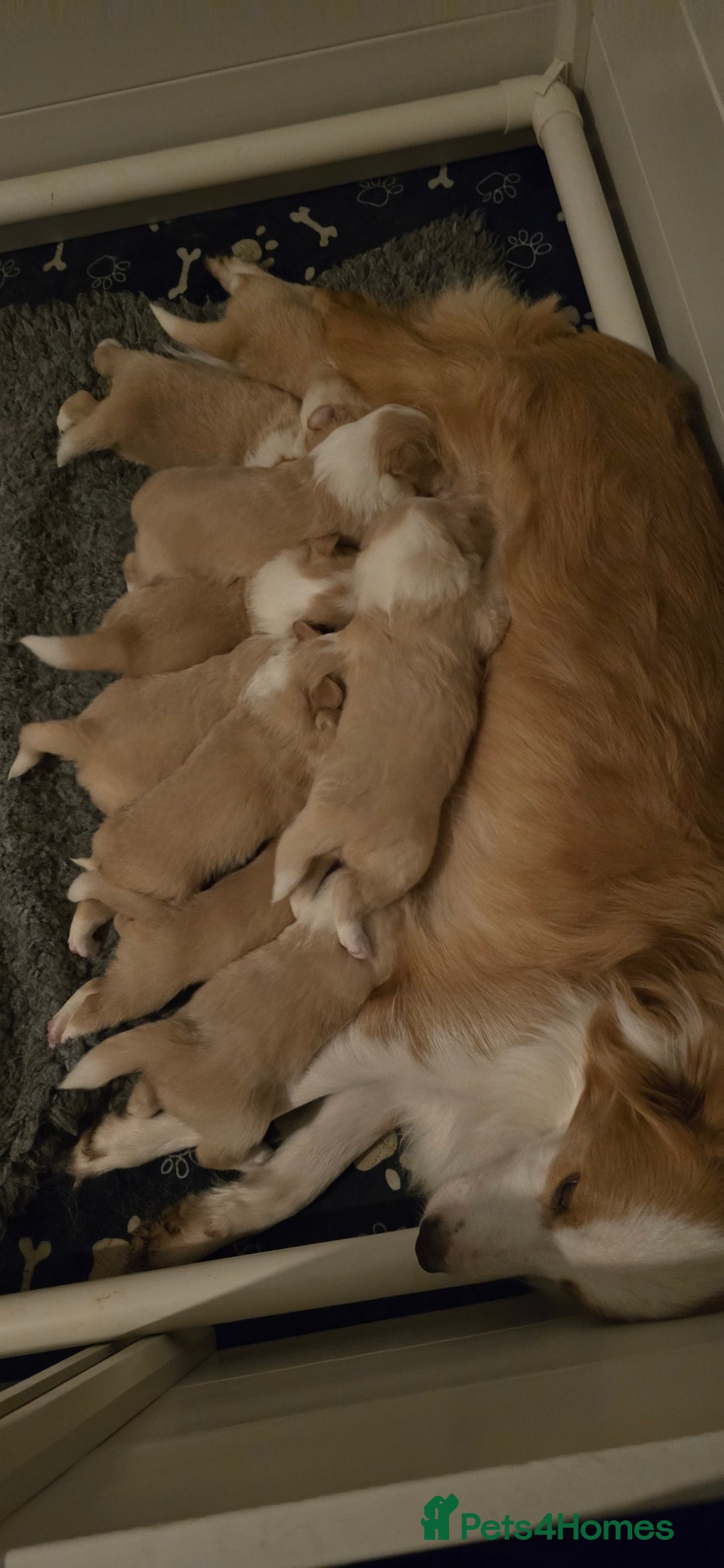 Border Collie dogs for sale: Beautiful EE-Red/Golden Long Haired Border Collies - Advert 1