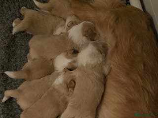 Border Collie dogs Beautiful EE-Red/Golden Long Haired Border Collies - Advert 9