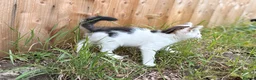 Mixed Breed cats for sale: Four beautiful kittens ready now  - Advert 3