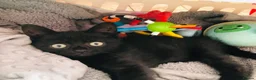 British Shorthair cats for sale: British Shorthair Kitten - Panther in Birmingham - Advert 1