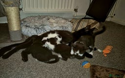 Domestic Shorthair cats for sale: Black and white kittens for sale - Image 4