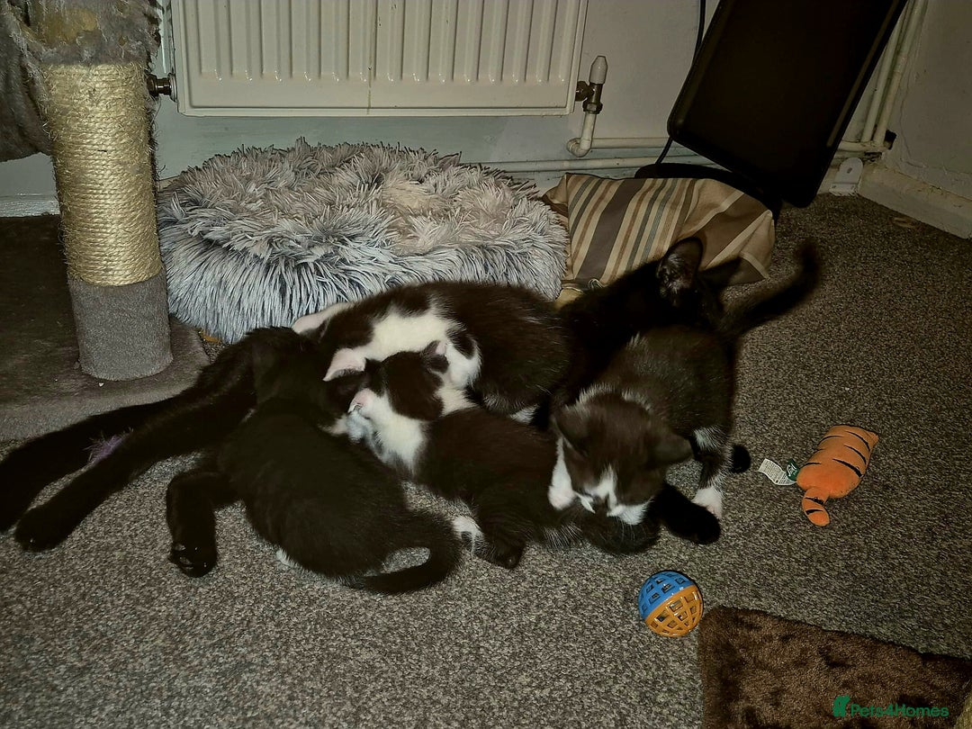 Domestic Shorthair cats for sale: Black and white kittens for sale - Image 4
