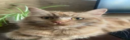 Mixed Breed cats for sale: Lovely kittens for sale  - Advert 1