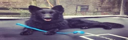 German Shepherd dogs for sale: Top Quality German Shephard Puppies - Advert 7