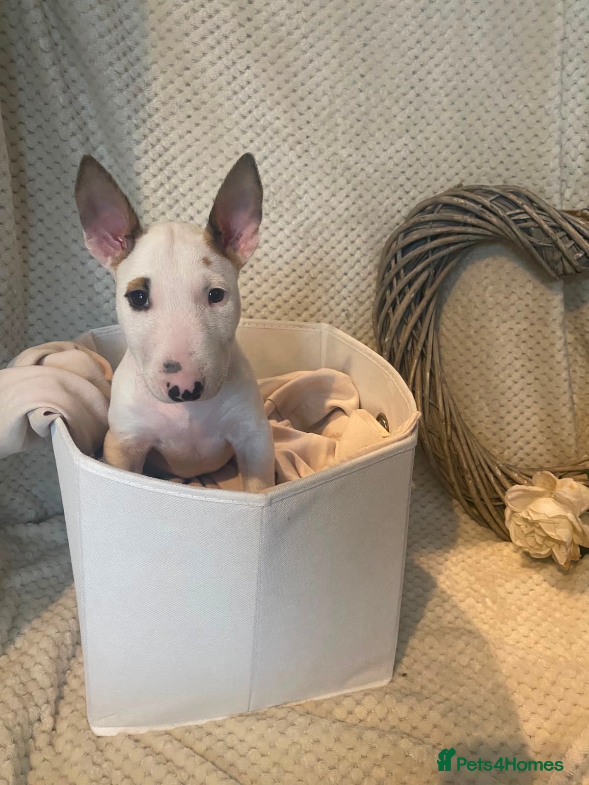 English Bull Terrier dogs KC Registered English Bull Terrier Female  - Advert 18