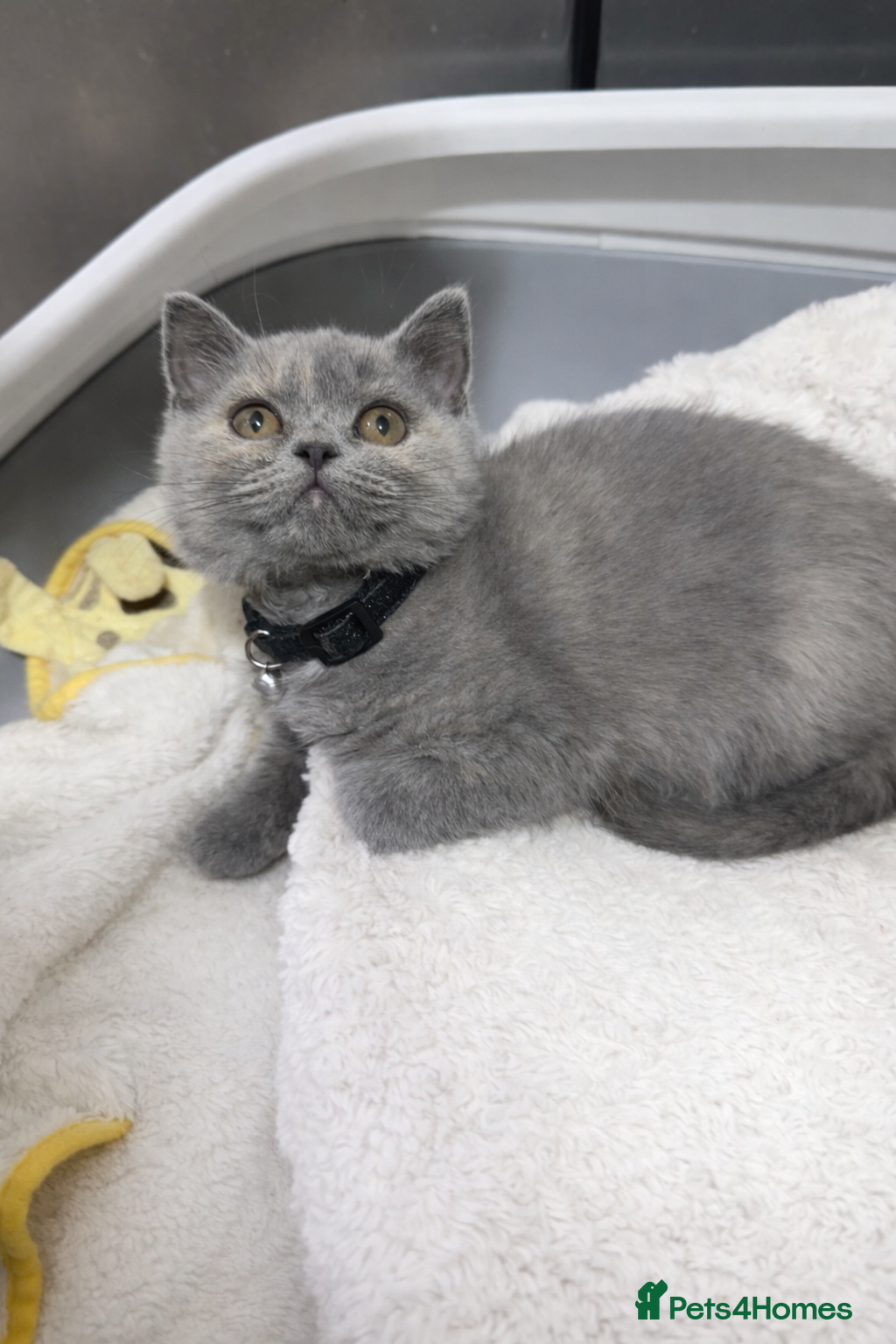 British Shorthair cats Blue-cream BSH available   - Advert 14