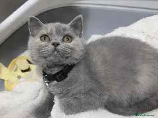 British Shorthair cats Blue-cream BSH available - Advert 14