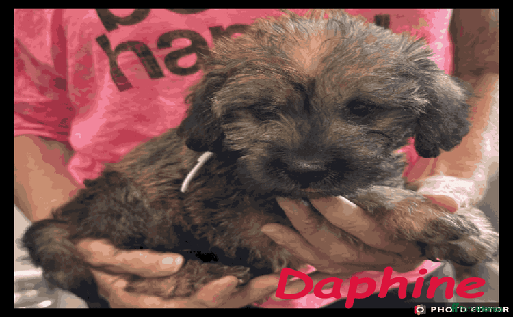 Mixed Breed dogs - Advert 2