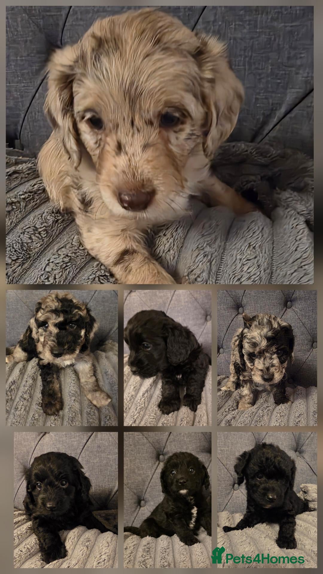 Labradoodle dogs Beautiful cuddly mini F1b Labradoodles  - Advert 4