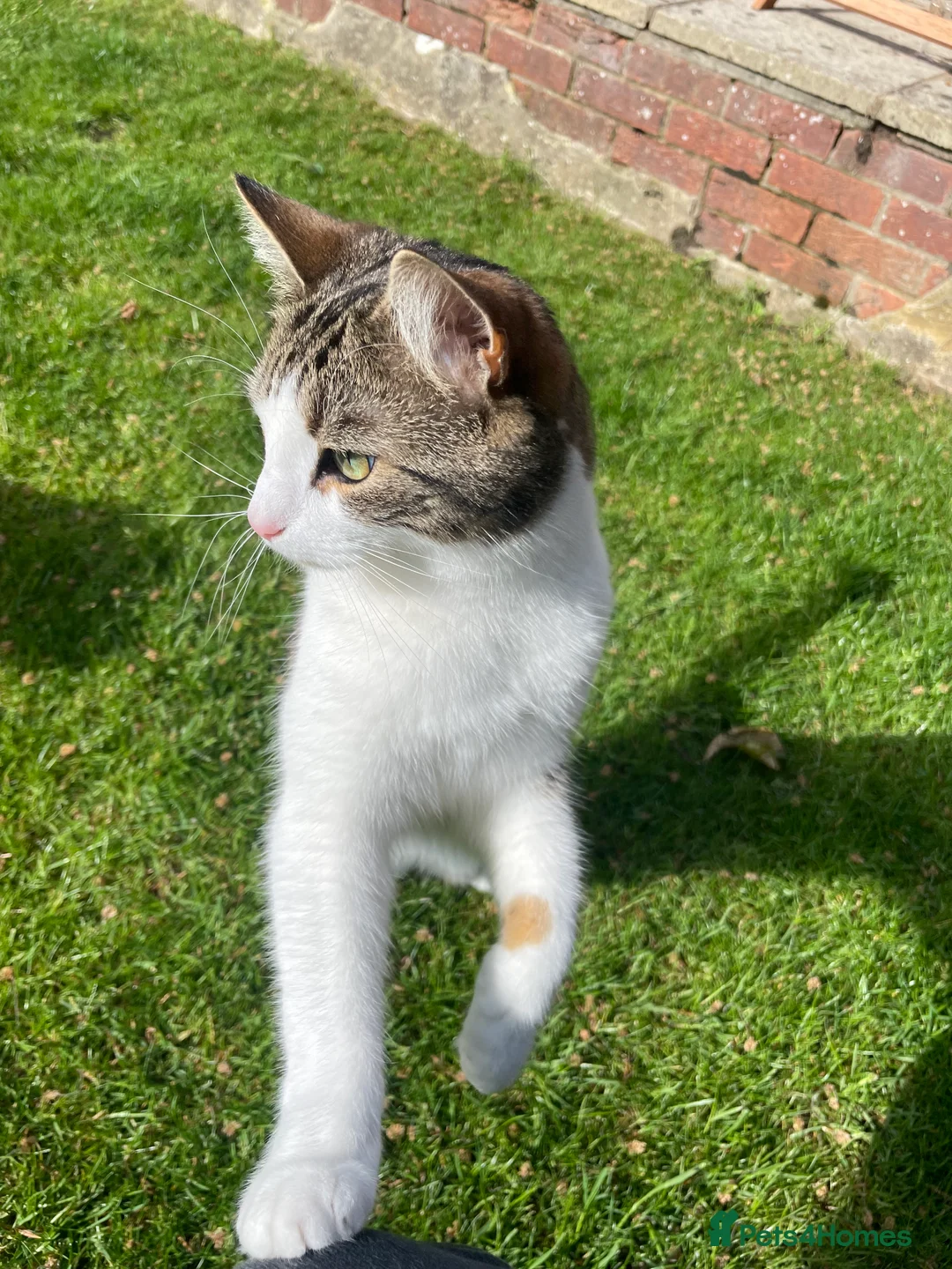 Domestic Shorthair cats for sale: One male left!  - Advert 6