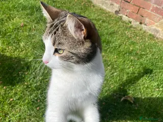 Domestic Shorthair cats One male left! - Advert 2