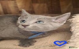 Russian Blue cats for sale: CHAMPION SIred GCCF Russian kittens  in Peterborough - Image 12