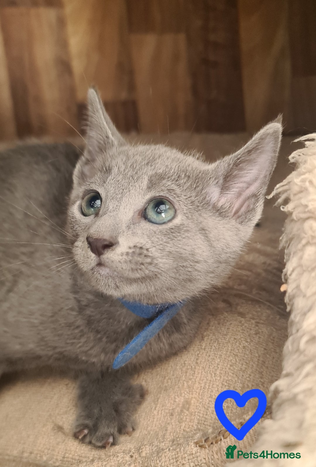 Russian Blue cats for sale: CHAMPION SIred GCCF Russian kittens  in Peterborough - Image 12