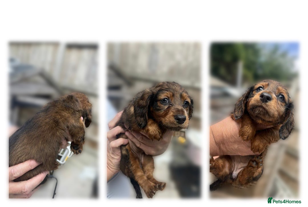 Dachshund dogs for sale: 6 beautiful Dapple Dachshunds left - Image 4