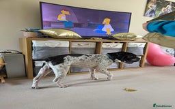 Mixed Breed dogs for sale: Shar pei cross breed - Image 5